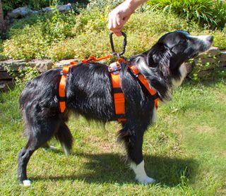 Search and Rescue DOG HARNESS Hundegeschirr